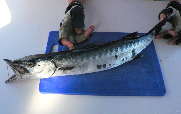 25- Barracuda 